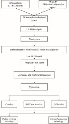 Mechanical Stimulus-Related Risk Signature Plays a Key Role in the Prognostic Nomogram For Endometrial Cancer